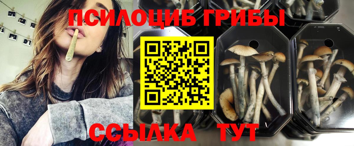 Псилоцибиновые грибы Psilocybine cubensis  Вход с VPN  Алапаевск 